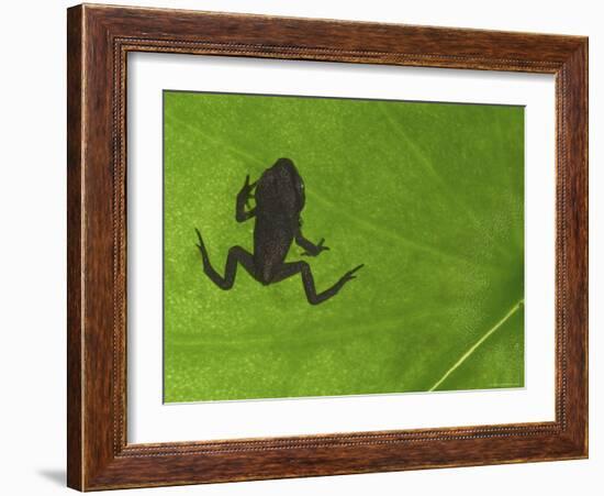 Common Frog Juvenile, Viewed Through Leaf, Belgium-Philippe Clement-Framed Photographic Print