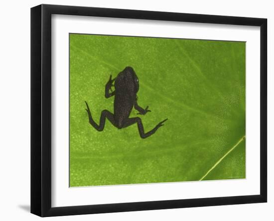 Common Frog Juvenile, Viewed Through Leaf, Belgium-Philippe Clement-Framed Photographic Print