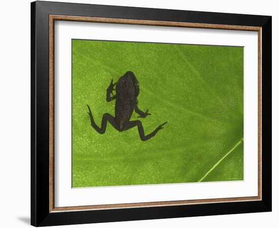 Common Frog Juvenile, Viewed Through Leaf, Belgium-Philippe Clement-Framed Photographic Print