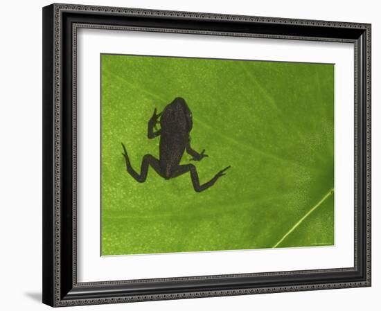 Common Frog Juvenile, Viewed Through Leaf, Belgium-Philippe Clement-Framed Photographic Print