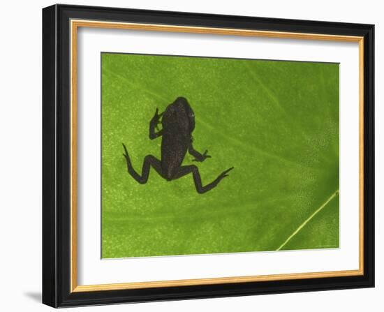 Common Frog Juvenile, Viewed Through Leaf, Belgium-Philippe Clement-Framed Photographic Print