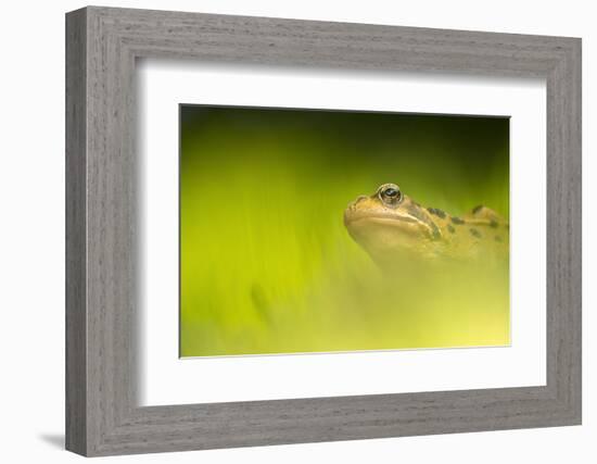 Common frog portrait, Broxwater, Cornwall, UK-Ross Hoddinott-Framed Photographic Print