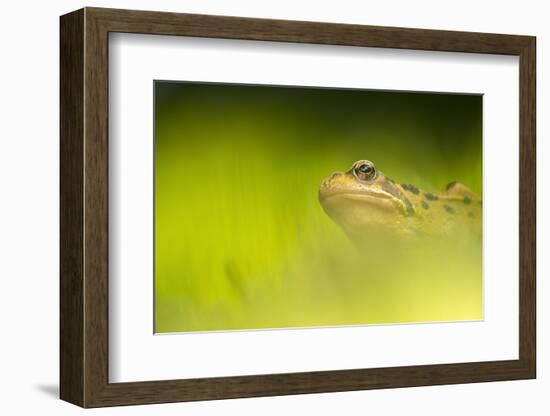 Common frog portrait, Broxwater, Cornwall, UK-Ross Hoddinott-Framed Photographic Print
