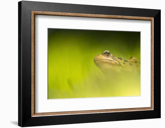 Common frog portrait, Broxwater, Cornwall, UK-Ross Hoddinott-Framed Photographic Print