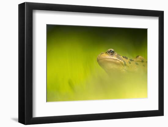 Common frog portrait, Broxwater, Cornwall, UK-Ross Hoddinott-Framed Photographic Print