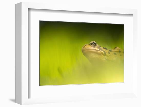 Common frog portrait, Broxwater, Cornwall, UK-Ross Hoddinott-Framed Photographic Print