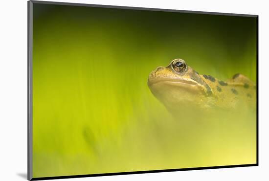 Common frog portrait, Broxwater, Cornwall, UK-Ross Hoddinott-Mounted Photographic Print