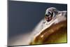 Common frog portrait, Cornwall, UK-Ross Hoddinott / 2020VISION-Mounted Photographic Print