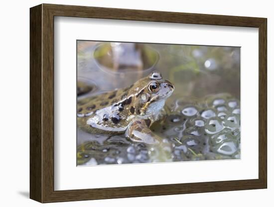 Common Frog (Rana Temporaria) in Spawning Pond, Northumberland, England, United Kingdom, Europe-Ann & Steve Toon-Framed Photographic Print