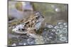 Common Frog (Rana Temporaria) in Spawning Pond, Northumberland, England, United Kingdom, Europe-Ann & Steve Toon-Mounted Photographic Print