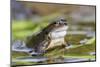 Common Frog (Rana Temporaria), Northumberland, England, United Kingdom, Europe-Ann & Steve Toon-Mounted Photographic Print