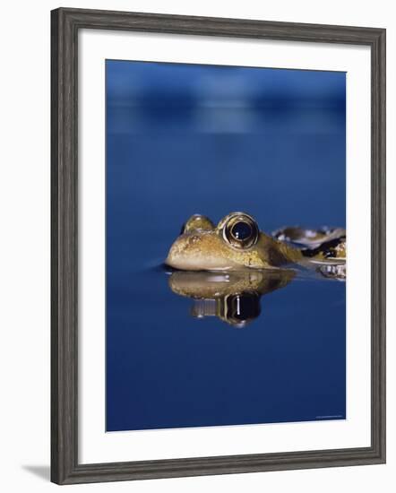 Common Frog (Rana Temporaria) Resting at Surface-Jane Burton-Framed Photographic Print