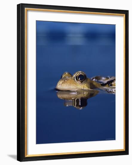 Common Frog (Rana Temporaria) Resting at Surface-Jane Burton-Framed Photographic Print