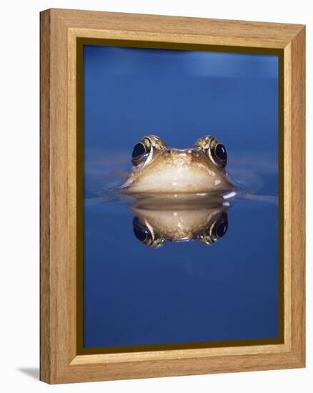 Common Frog (Rana Temporaria) Wiping Eye with Nictating Membrane-Jane Burton-Framed Premier Image Canvas
