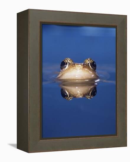 Common Frog (Rana Temporaria) Wiping Eye with Nictating Membrane-Jane Burton-Framed Premier Image Canvas