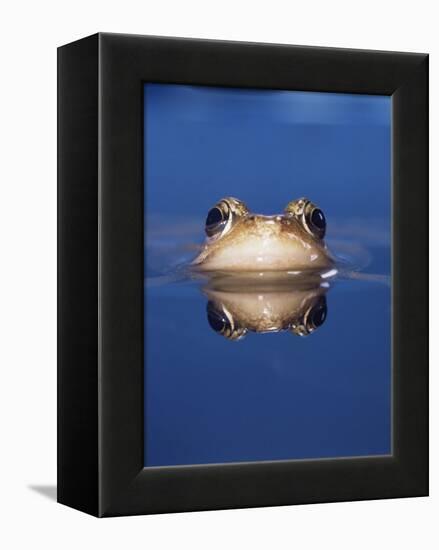 Common Frog (Rana Temporaria) Wiping Eye with Nictating Membrane-Jane Burton-Framed Premier Image Canvas