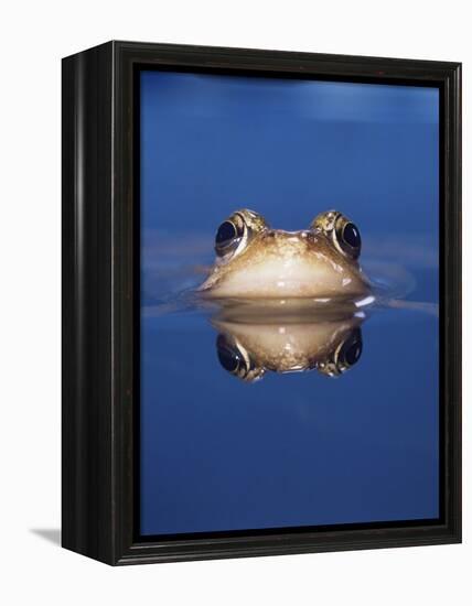 Common Frog (Rana Temporaria) Wiping Eye with Nictating Membrane-Jane Burton-Framed Premier Image Canvas