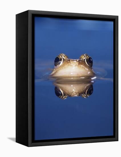 Common Frog (Rana Temporaria) Wiping Eye with Nictating Membrane-Jane Burton-Framed Premier Image Canvas