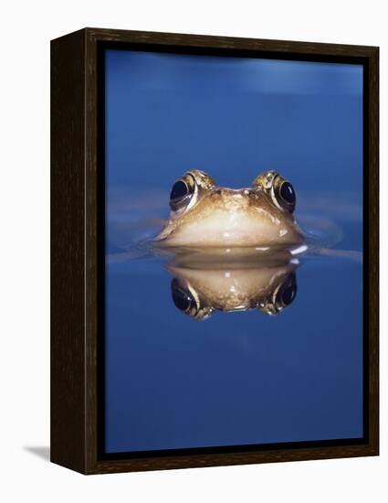 Common Frog (Rana Temporaria) Wiping Eye with Nictating Membrane-Jane Burton-Framed Premier Image Canvas