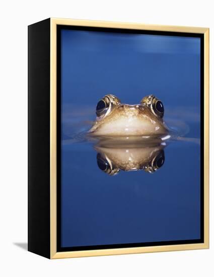 Common Frog (Rana Temporaria) Wiping Eye with Nictating Membrane-Jane Burton-Framed Premier Image Canvas