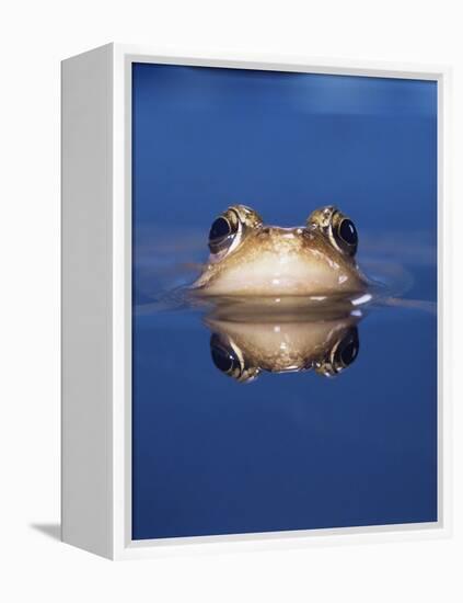 Common Frog (Rana Temporaria) Wiping Eye with Nictating Membrane-Jane Burton-Framed Premier Image Canvas