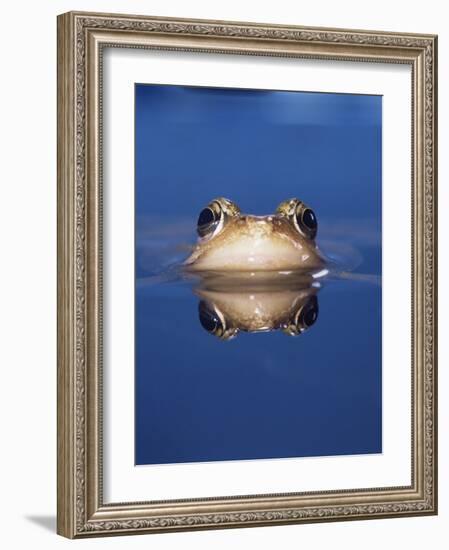 Common Frog (Rana Temporaria) Wiping Eye with Nictating Membrane-Jane Burton-Framed Photographic Print