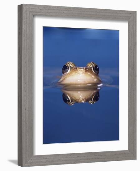 Common Frog (Rana Temporaria) Wiping Eye with Nictating Membrane-Jane Burton-Framed Photographic Print