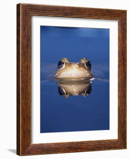 Common Frog (Rana Temporaria) Wiping Eye with Nictating Membrane-Jane Burton-Framed Photographic Print