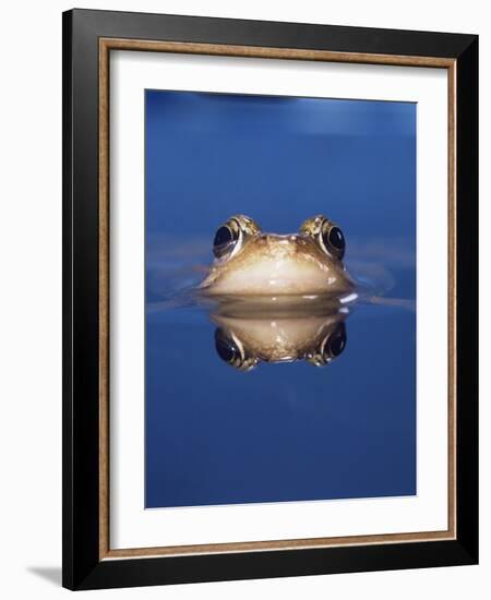 Common Frog (Rana Temporaria) Wiping Eye with Nictating Membrane-Jane Burton-Framed Photographic Print