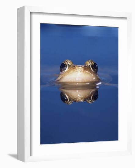 Common Frog (Rana Temporaria) Wiping Eye with Nictating Membrane-Jane Burton-Framed Photographic Print