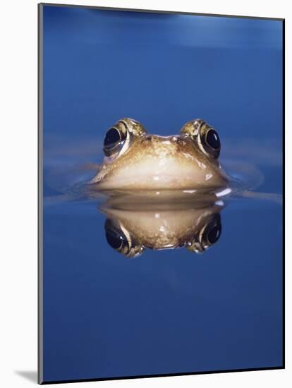 Common Frog (Rana Temporaria) Wiping Eye with Nictating Membrane-Jane Burton-Mounted Photographic Print