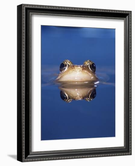 Common Frog (Rana Temporaria) Wiping Eye with Nictating Membrane-Jane Burton-Framed Photographic Print