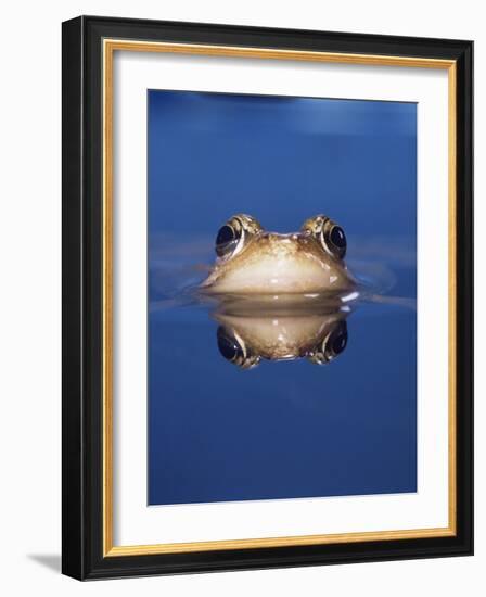 Common Frog (Rana Temporaria) Wiping Eye with Nictating Membrane-Jane Burton-Framed Photographic Print