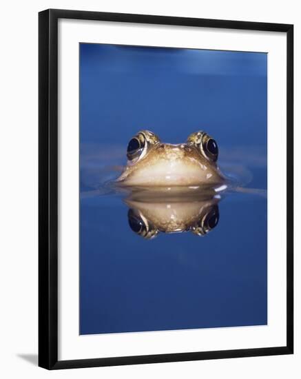 Common Frog (Rana Temporaria) Wiping Eye with Nictating Membrane-Jane Burton-Framed Photographic Print