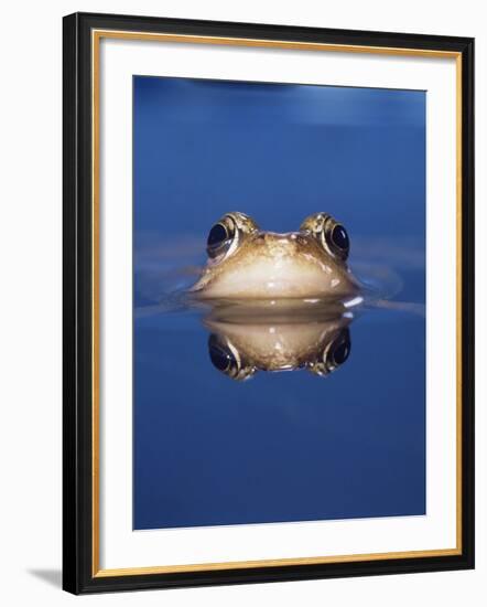 Common Frog (Rana Temporaria) Wiping Eye with Nictating Membrane-Jane Burton-Framed Photographic Print