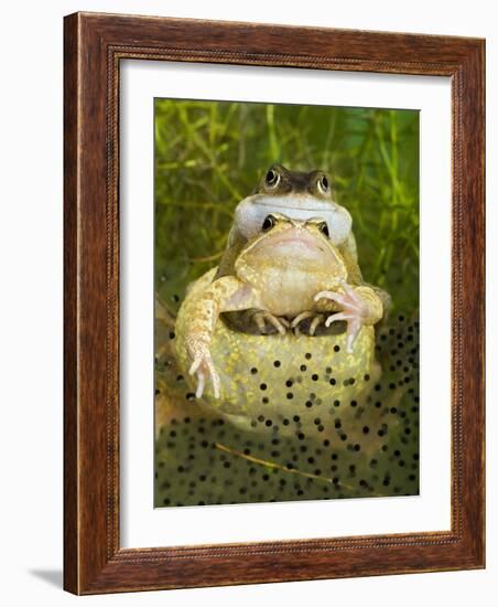 Common Frogs Pair in Amplexus Among Frogspawn, UK-Andy Sands-Framed Photographic Print