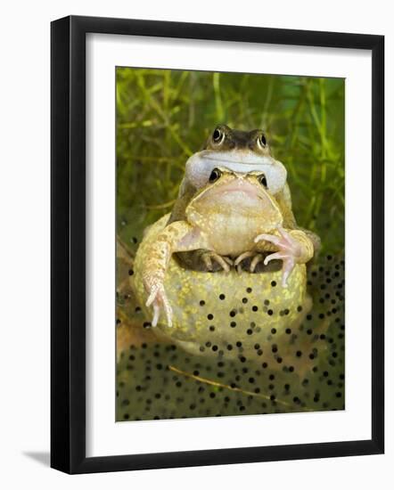 Common Frogs Pair in Amplexus Among Frogspawn, UK-Andy Sands-Framed Photographic Print