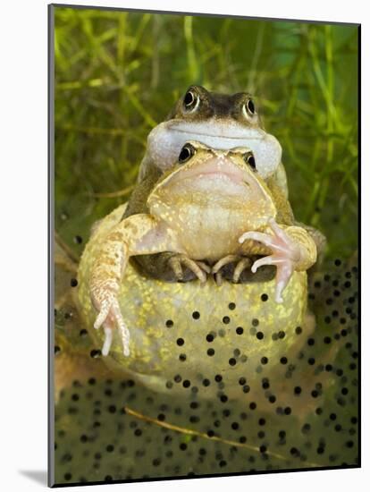 Common Frogs Pair in Amplexus Among Frogspawn, UK-Andy Sands-Mounted Photographic Print