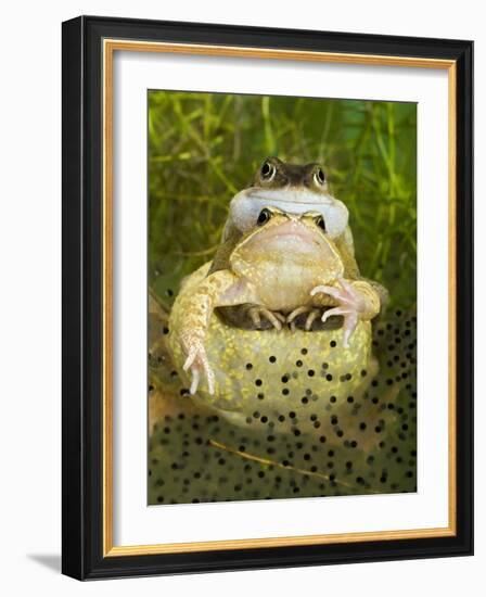 Common Frogs Pair in Amplexus Among Frogspawn, UK-Andy Sands-Framed Photographic Print