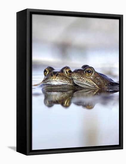 Common Frogs Spawning-Duncan Shaw-Framed Premier Image Canvas