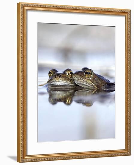 Common Frogs Spawning-Duncan Shaw-Framed Photographic Print