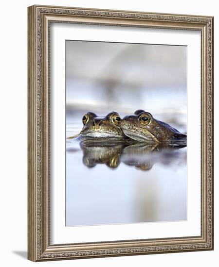 Common Frogs Spawning-Duncan Shaw-Framed Photographic Print
