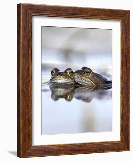 Common Frogs Spawning-Duncan Shaw-Framed Photographic Print
