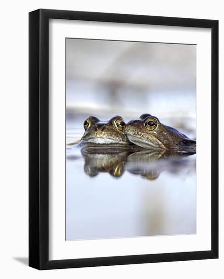 Common Frogs Spawning-Duncan Shaw-Framed Photographic Print