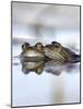 Common Frogs Spawning-Duncan Shaw-Mounted Photographic Print
