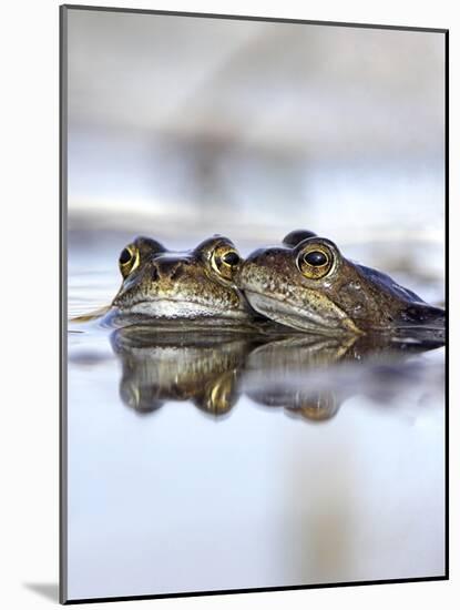 Common Frogs Spawning-Duncan Shaw-Mounted Photographic Print