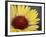 Common Gaillardia, Glacier National Park, Montana-James Hager-Framed Photographic Print