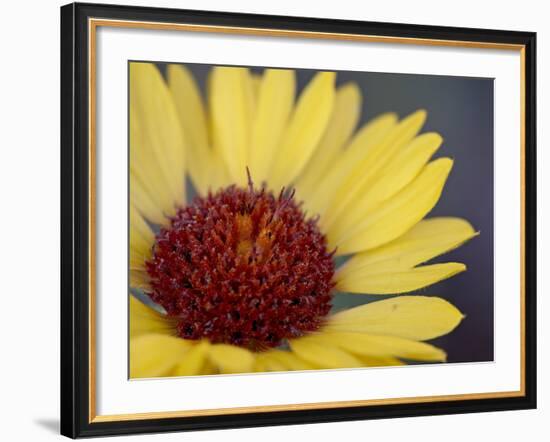 Common Gaillardia, Glacier National Park, Montana-James Hager-Framed Photographic Print