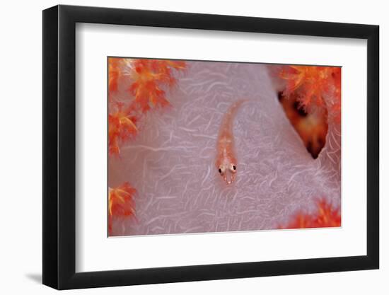 Common Ghost Goby on a Soft Coral. (Pleurosicya Mossambica) Komodo National Park, Indian Ocean-Reinhard Dirscherl-Framed Photographic Print