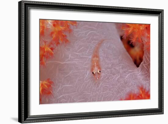 Common Ghost Goby on a Soft Coral. (Pleurosicya Mossambica) Komodo National Park, Indian Ocean-Reinhard Dirscherl-Framed Photographic Print